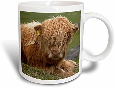 3розовая високият крава, селскостопанско животно, Северен Йоркшир, Англия - Керамична чаша David Wall, 11 грама